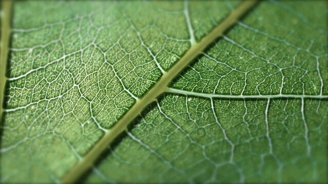 Macro shot of green leaf - super close up - Zoom in