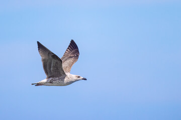 Seagull flying in a beautiful blue sky while maintaining its V shape wings. The wings are second summer plumage. Three more years to become a breeding adult great black-backed gull. 