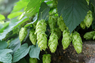 Green fresh hop cones for making beer and bread closeup. Big hop plants in world largest area of...