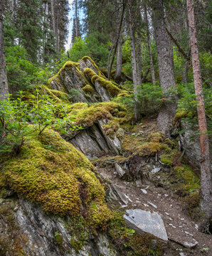 Old Growth Forest Floor In Kootenay National Park, British Columbia, Canada