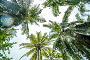 Jungle Palms Tayrona Colombia, Village of the Kogi Indians in the mountains of the Sierra Nevada - Santa Marta/ Magdalena/ Colombia