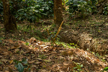 Coffee plant is super easy plant to grow. With the right light, water and humidity will grow to inches in few months. Here is a young coffee plant from a coffee plantation.