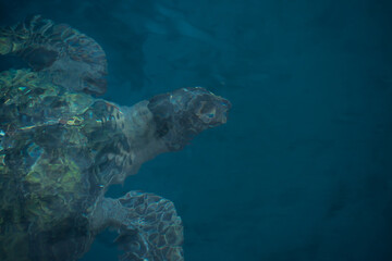 Obraz premium Close up of sea turtle swimming in the ocean underwater. Top view of sea life in Latin America. Travel and ecotourism concept.