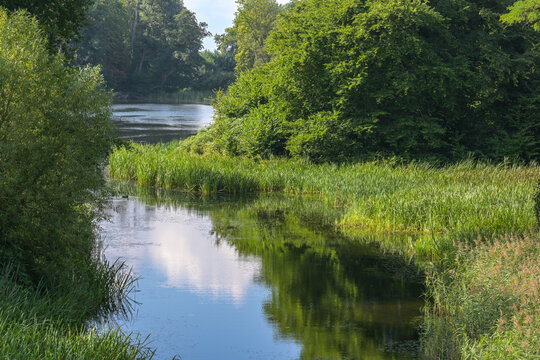 Calm river flows into a lake. Reeds, bushes and green leafy trees growing on the shore. Idyllic natural summer landscape in the Putbus park on the island Rugen in the Baltic Sea, Germany