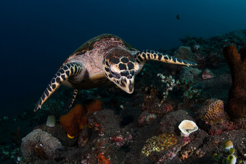 Obraz na płótnie Canvas Hawksbill Turtle - Eretmochelys imbricata is looking for food at a coral reef. Sea life of Tulamben, Bali, Indonesia.