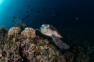 Hawksbill Turtle - Eretmochelys imbricata is looking for food at a coral reef. Sea life of Tulamben, Bali, Indonesia.