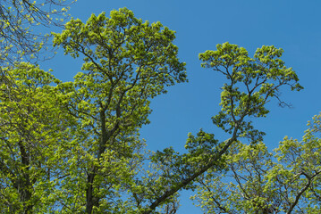 late spring tree leaves against blue sky