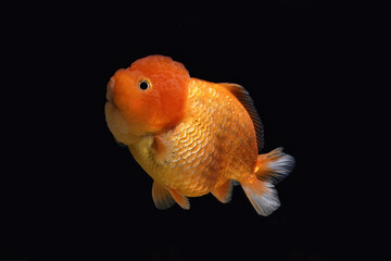 goldfish isolated on a dark black background	