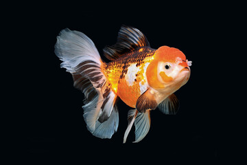 Oranda goldfish isolated on a dark black background	