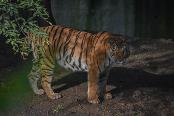 Bengal Royal tiger
