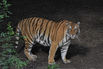 Fototapeta na wymiar Bengal Royal tiger