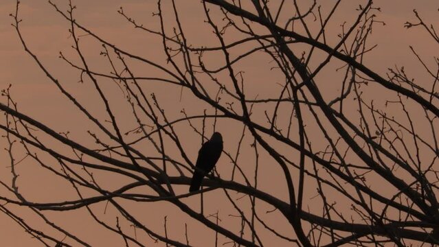 Scary Creepy Crow or Raven bird on the tree branch in morning night with yellow background