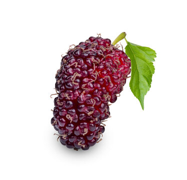 Fresh mulberry with leaves isolated on transparent background (.PNG)
