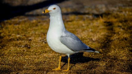 Closeup of a Ring-billed gull standing on golden lawn