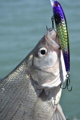 A smallmouth bass caught on a fly