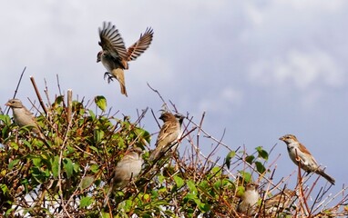 bird in the field