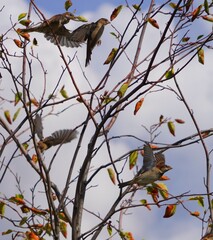 bird on a tree