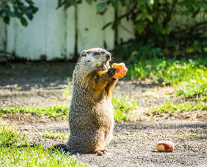 Woodchuck eating a peach dinner