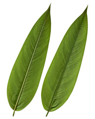 Obraz premium green leaf isolated on white background, Clipping path