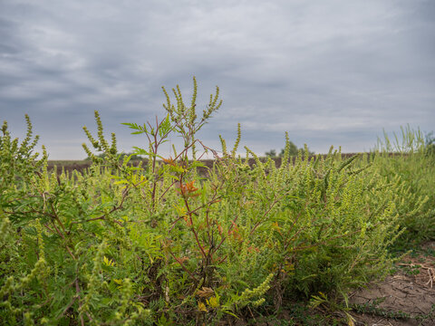 Ragweed Bloom, Ragweed In The Field