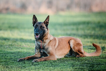 Working malinois dog. Belgian shepherd dog. Police, guard dog