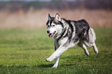 Dog playing and running outdoor