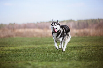 Dog playing and running outdoor