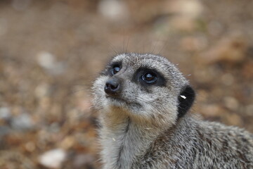 Fototapeta premium Meerkat 