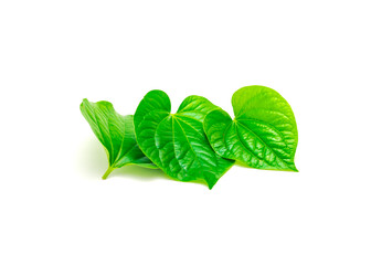 Collection of fresh cut Piper sarmentosum or Piper lolot leaves isolated on white background