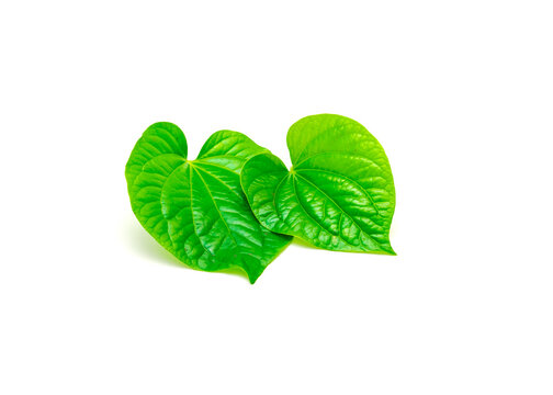 植物由来成分のイメージ