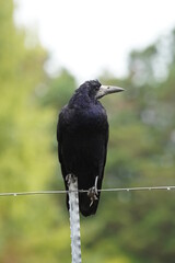 Rook
