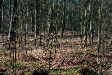 forest area close-up, early spring in dense overgrown forest.