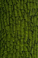 Tree bark close-up, tree trunk covered with green mold and moss.