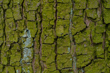 Tree trunk covered with green mold and moss, tree bark close-up.