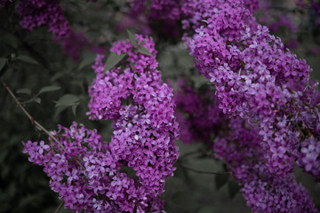 Lilac branches with a purple multitude of flowers