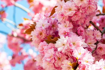 Blossoming cherry tree branch with pink flowers, beautiful blooming Japanese sakura close-up.