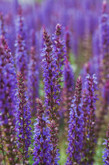 Violet flowers Sage, ears of sage officinalis, close-up