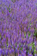 Obraz premium Field of blooming sage in bright sunlight. Salvia officinalis or sage, perennial plant, blue purple flowers
