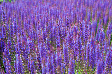 Fototapeta premium Violet flowers Sage, ears of sage officinalis, close-up