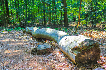 Sawed off and stacked logs tree trunks forest clearing Germany. - obrazy, fototapety, plakaty