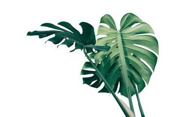 Tropical foliage, Green monstera plant isolated on white background with clipping path