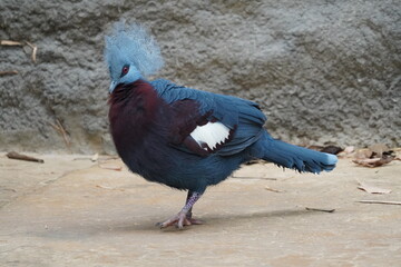 Sclater's crowned pigeon