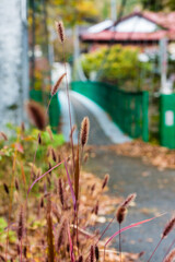 奈良県天川村の秋風景