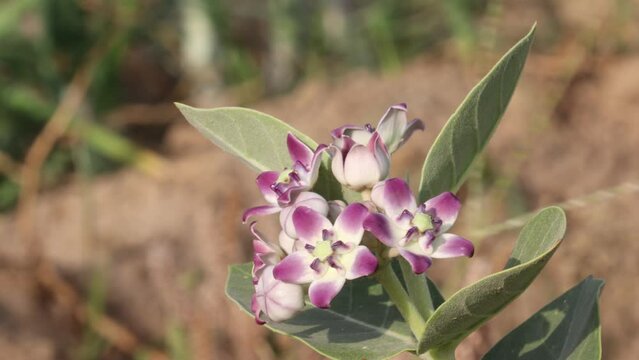 Organic Healthy Hybrid Thai Variety Desert wild plant - apple of sodom (Calotropis procera) ,Calotropis gigantea, aak, madar purple flowers blooming in the forest during summer