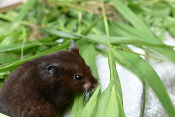 A brown hamster sits on the grass.