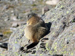 The alpine marmot (Marmota marmota), Das Alpenmurmeltier, Mankei oder Murmel or Alpski svizac, Davos - Canton of Grisons, Switzerland (Kanton Graubünden, Schweiz)