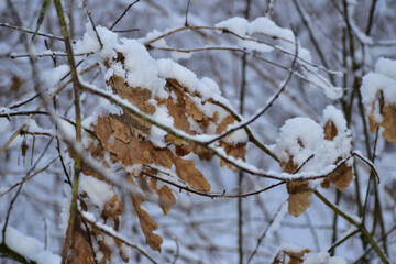 Dry leaf on a branch covered with snow.