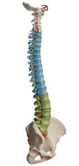 View of a spine model isolated on transparent background

