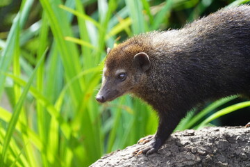 Common kusimans