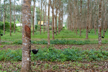 Rubber tree forest plantation, selective focus of tapping latex natural rubber